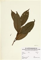 藏品(咖啡)的圖片